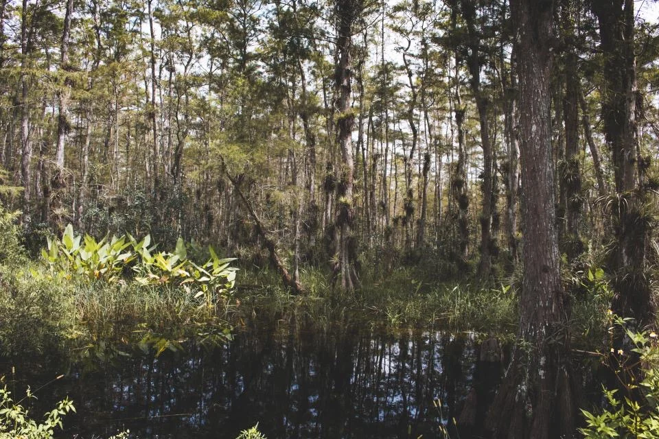 Still, dark green pond water under trees