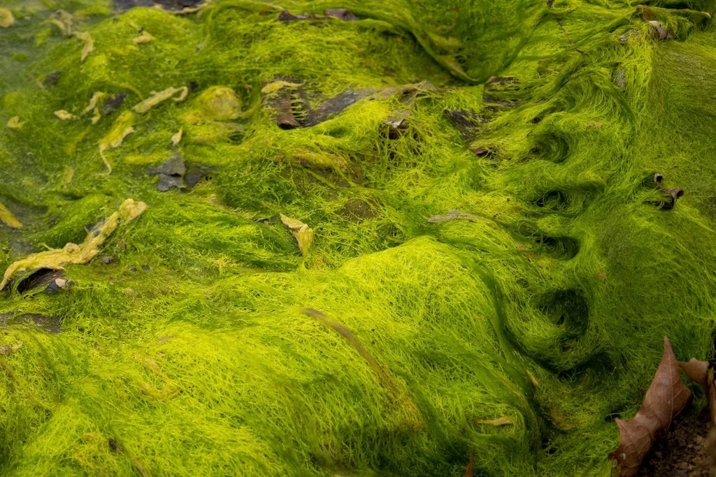 Thick green algae covering rocks at the waterline